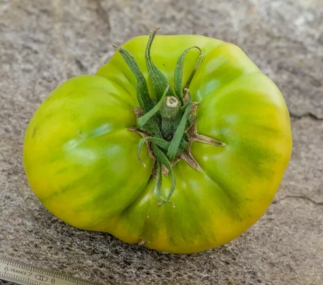 Abraham’s Green Tomato - 5+ seeds - Graines - Semillas - Samen - P 437