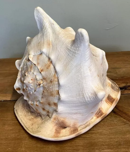 Vintage Large Conch Shell Old Weathered Shell Natural Seashell 21.5cm length