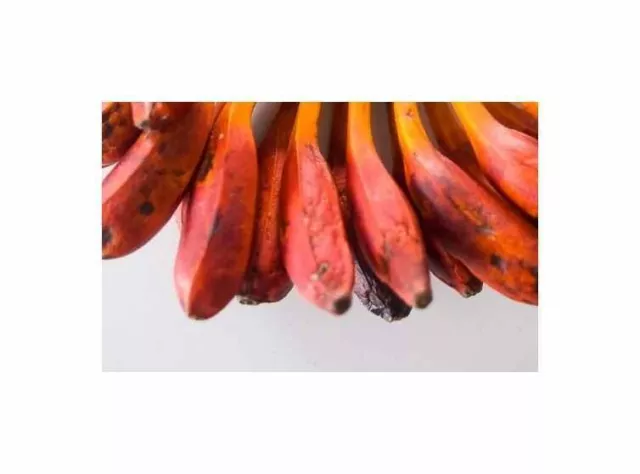 2x Musa Sp. Makira Blood Blutbanane Melon-Banane Arbre Plantes - Graines ID1688 3