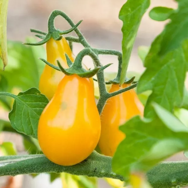 Tomate Cherry Pera Amarillo  120 semillas - seeds - Tomato huerto jardin