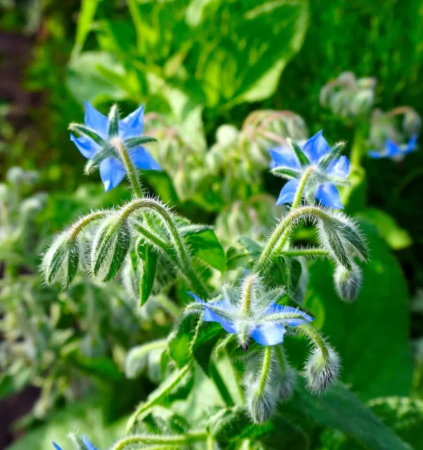 Herb Borage Seeds - Borago Officinalis - Bee Friendly, hardy, up to 1200 seeds