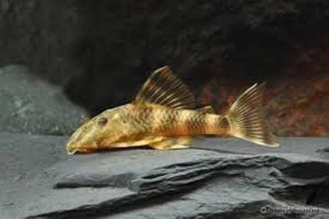CLOWN PLECO 1TO 2 INCHES L104 ( Panaque maccus) LIVE FISH - ALGAE EATER! HEALTHY