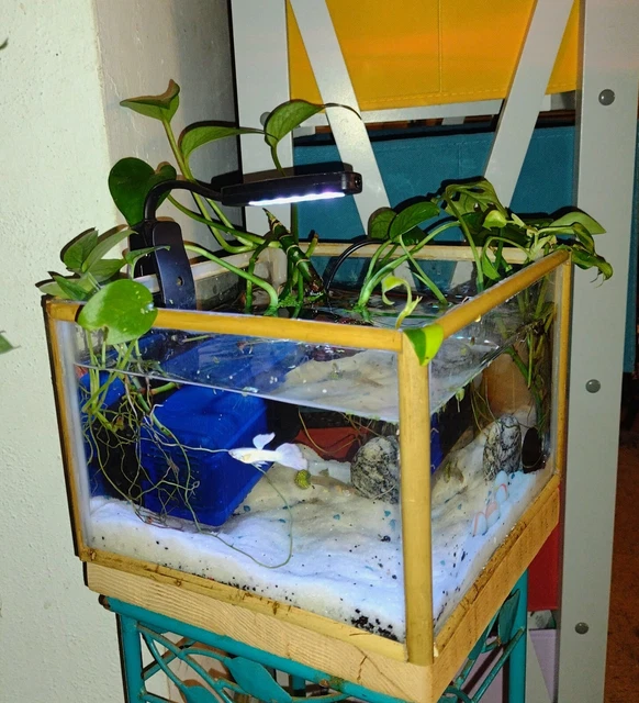 "Low Boy" Bamboo & Acrylic Cube Nano Fish Tank (Approx. 5" x 8")