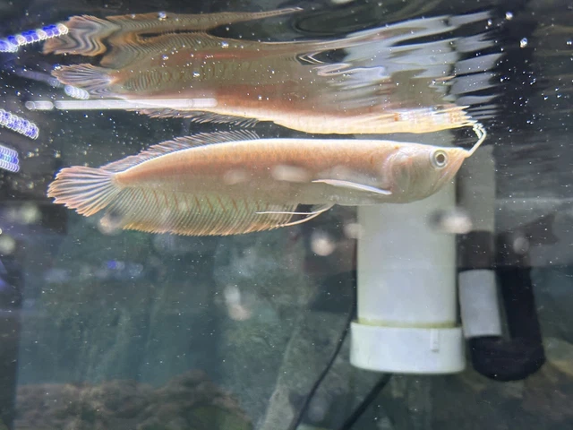 Albino Silver Arowana live fish Pellet Trained Live Fish (5"-6") free shipping