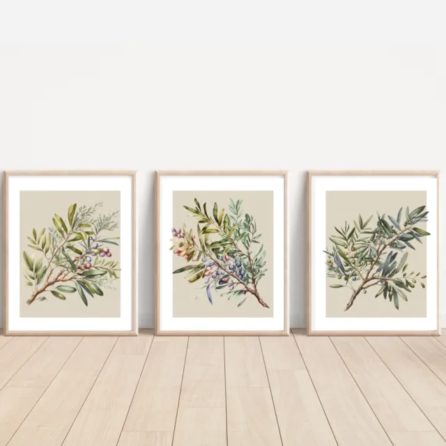 Set of Olive Trees ART PRINTS Wall picture Home (10 X 8” Sized, unframed)