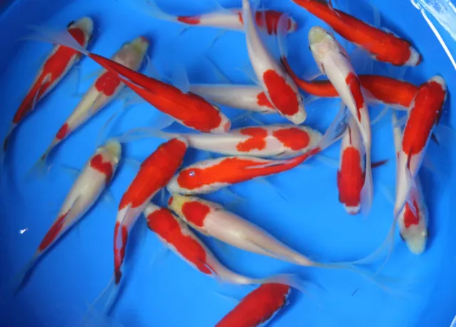 150 2.5 inch Live Sarasa comet Goldfish fish tank koi pond aquarium wholesale