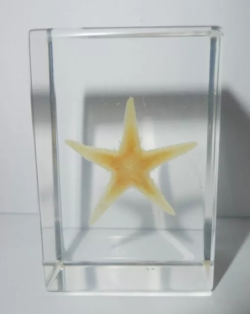 Starfish Sea Animal Flatbottom Seastar Asterias amurensis Small Marine Specimen