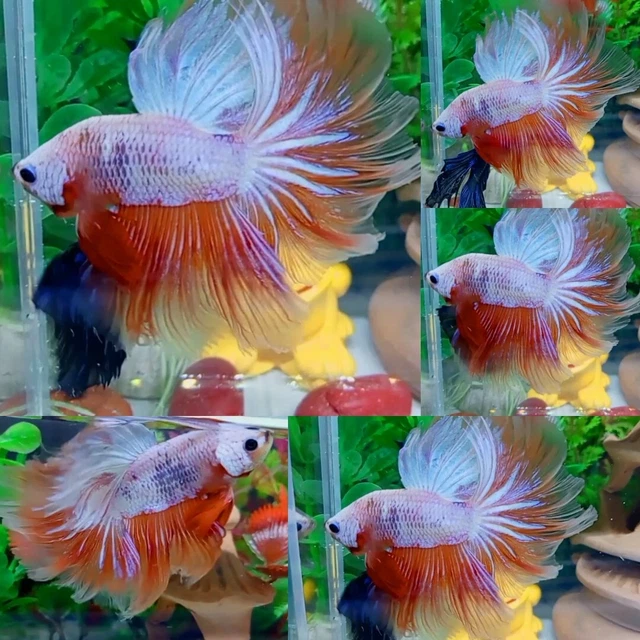 Orange White Halfmoon Male - IMPORT LIVE BETTA FISH FROM THAILAND
