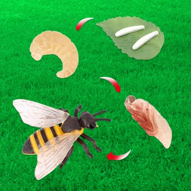 LIFE CYCLE OF Bee Toys Teaching Materials Puzzle Animal Growth Cycle