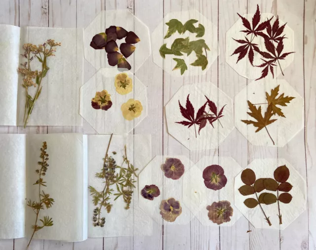 Lote surtido de flores secas prensadas vintage pétalos hojas sueltas naturales coloridos