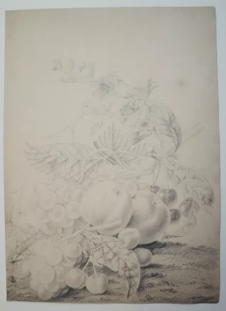 Fine original early 19th century botanical drawing of foliage, flowers & fruit.