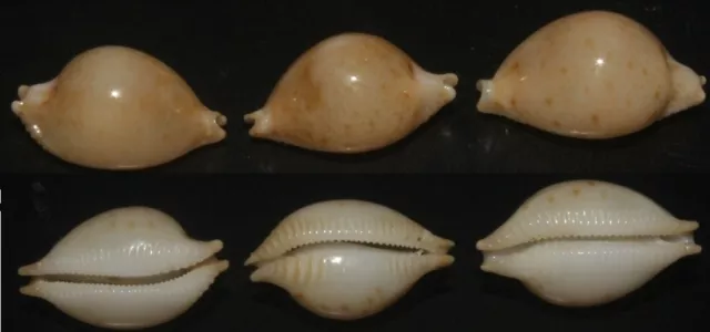 Tonyshells Seashells Cypraea margarita MARGARITE CHICK-PEA COWRIE SET OF 3