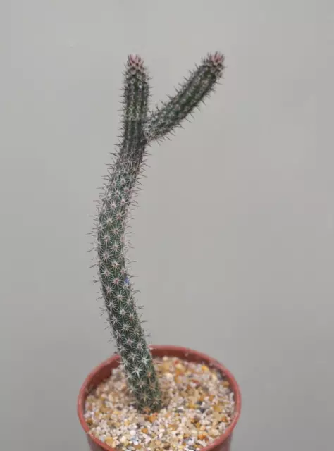 Echinocereus poselgeri - Cactus / Succulent