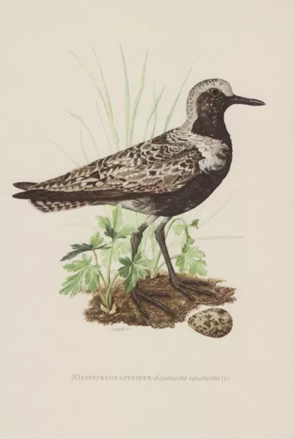 Kiebitzregenpfeifer (Pluvialis squatarola)i Farbdruck 1953 Ornithologie