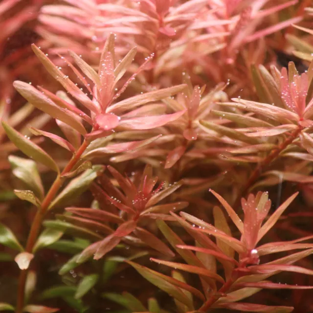 piante acquario vere vive rosse pianta Rotala Rotundifolia x 6 talee rapida ada 3