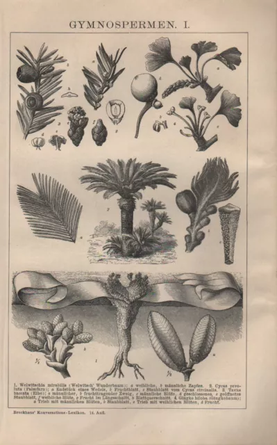 Lithografien 1902: GYMNOSPERMEN. I/II. Palmfarn Eibe Gingkobaum Cypresse