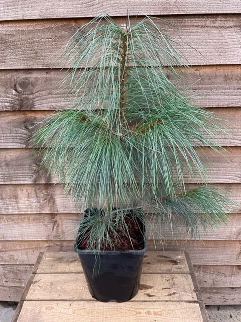Pinus wallichiana 5L Pot Bhutan Pine, Weeping Himalayan Pine, Blue Pine