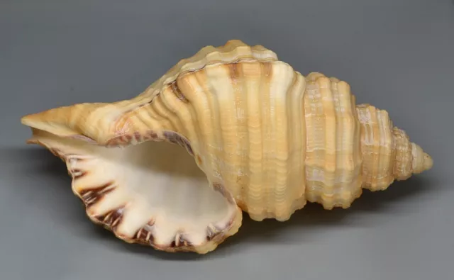 Conchiglie-Cymatium parthenopeum 107.5 mm.  seashell Italia
