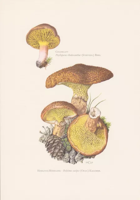 Hohlfuß-Röhrling Suillus cavipes Farbdruck von 1965 Goldblatt Mykologie Pilze