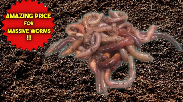 Live EARTH WORMS/ FISHING BAIT/ REPTILE FOOD/ COMPOSTING/ XL