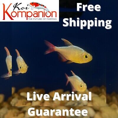 5/10/20X Red&Blue Colombian Tetras Freshwater Fish Koi Kompanion Free Shipping