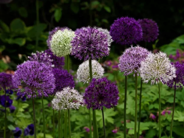 Ail D'ornement Géant Allium Giganteum 60x Graines à Semer Fleurs Vivaces jardin