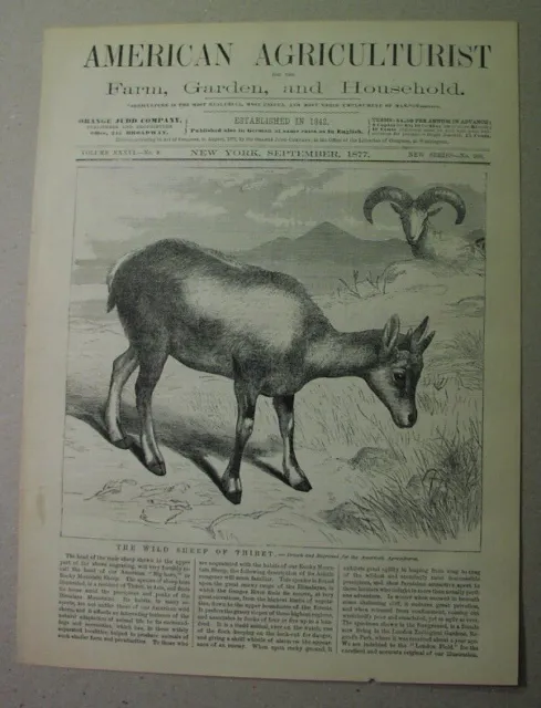 1877 print: WILD SHEEP of TIBET; Himalayas, similar to Bighorn & Rocky Mt. sheep
