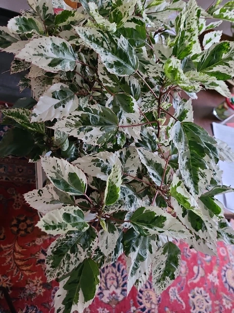 2 ABLEGER HIBISKUS rosa sinensis variegata cooperi Hibiscus panaschiert