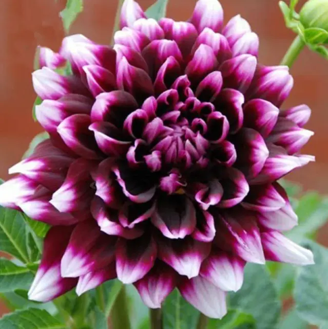 Semi di 50 pezzi Dalia Raro fiore viola scuro con bordo bianco Pianta da...