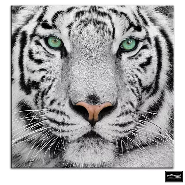 Siberian Tiger Eye   Animals BOX FRAMED CANVAS ART Picture HDR 280gsm