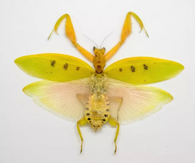 Mantidae -ORCHID MANTIS -Parymenopus davisoni (f) -  V. Rare - Malaysia (PD70-A)