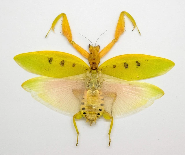 Mantidae -ORCHID MANTIS -Parymenopus davisoni (f) -  V. Rare - Malaysia (PD70-A)