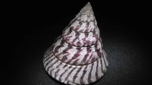 Very Nice Huge Shell / Tectus Niloticus > Tahiti , French Polynesia