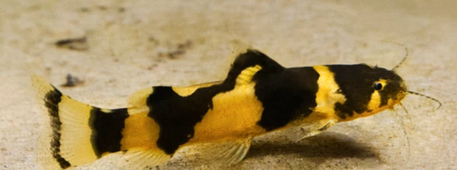 Pack of 3 Freshwater Colombian Bumble Bee Catfish Live Tropical Aquarium Fish A+