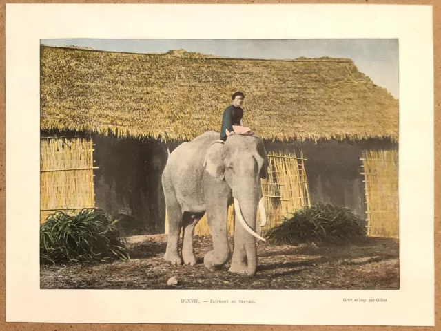 COCHINCHINE Eléphant au travail - Photochromie fin 19ème  gravure  Vietnam