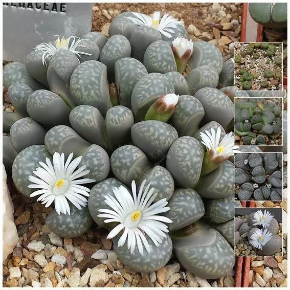 LIVING STONE Lithops ~ Marmorata Klip Pebble Plant Seeds-- Rare succulents