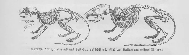 Haselmaus Gartenschläfer Gerippe Skelett Holzstich von 1891