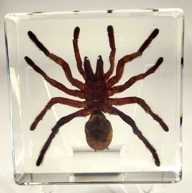 2.9" Real Tarantula Selenocosmia Spider in Clear Lucite Resin Science Education