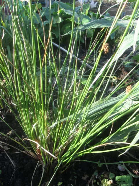 Herb Lemon Grass - Cymbopogon Flexuosus -  200 Seeds