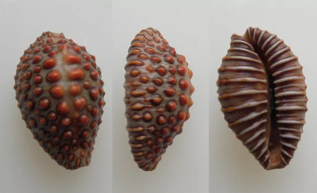 Conchiglia - shell  :  jenneria pustulata