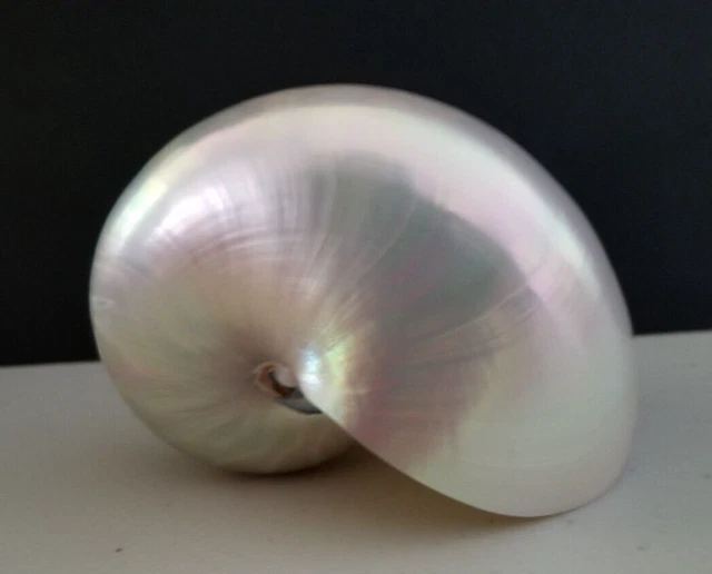 Polished White Pearl Nautilus Sea Shell Beach Decor 4" - 4 1/4 " Opalescent