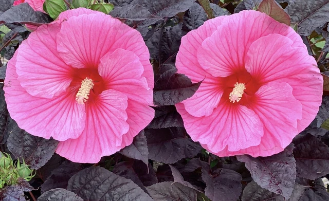 EDGE OF NIGHT Hardy Hibiscus -- Plant in 4.5" pot -- DWARF -- DARKEST LEAVES