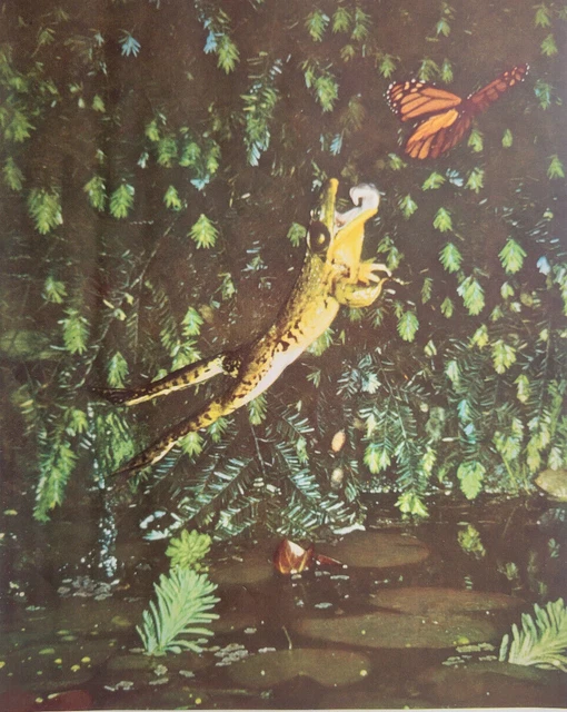Frog Leaping At Butterfly Original 1954 ILN ~14.5x10"