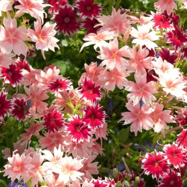 PHLOX TWINKLE DWARF MIXTURE  200+ Seeds Grow FLOWERS Home Garden Seeds