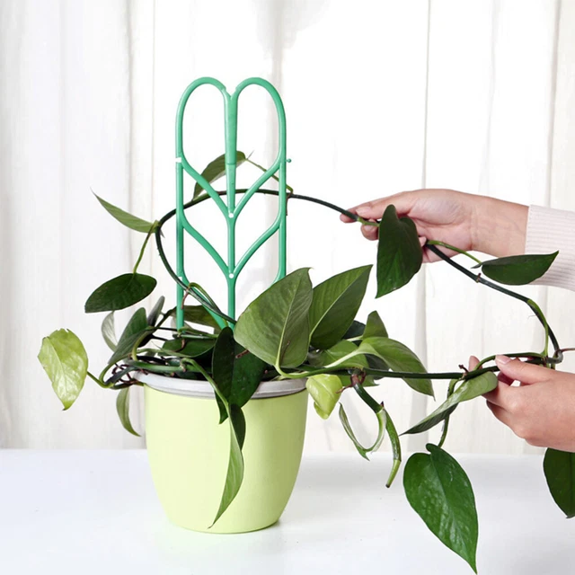 Plant Stem Support Plant Support Stand Plants Trellis Trellis Indoor Plants