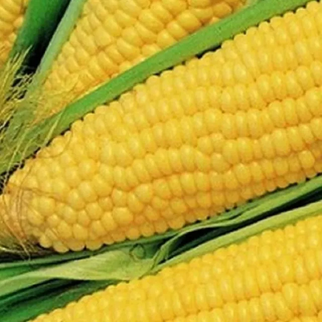 Truckers Favorate Corn Seeds  | Heirloom | Fresh Garden Seeds