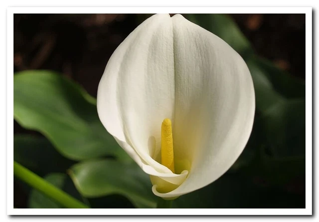 calla flower floral nature Postcard