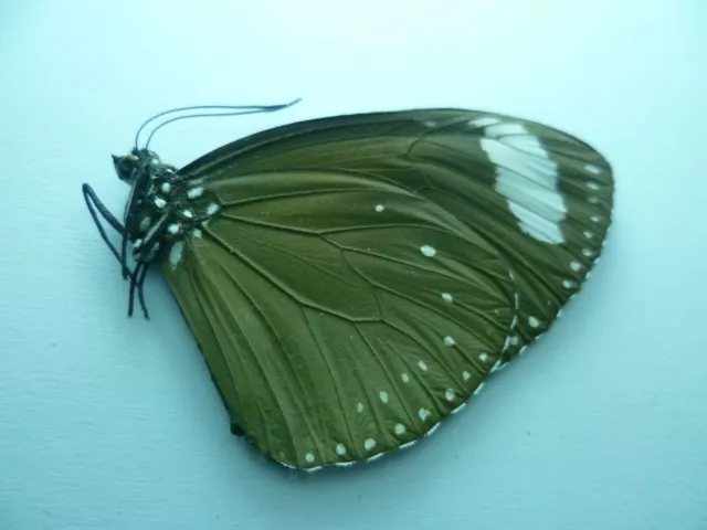 Euploea tulliolus pollita,  UNMOUNTED,  SIN MONTAR  A1   BUTTERFLY