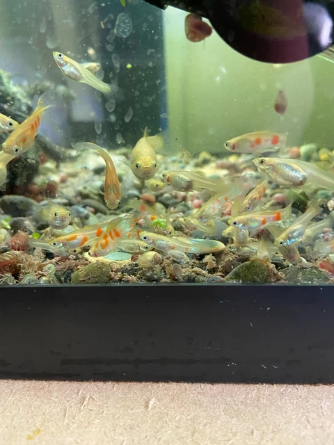 Ginga Sulfurous Guppies 10 Fry And Juviniles And Free Duck Weed