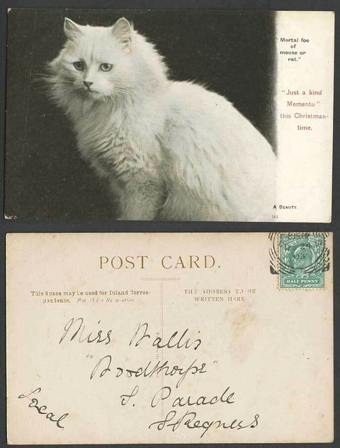 Weiße Perserkatze, tödlicher Feind der Maus oder Rate, eine Schönheit, Haustiere 1903 alte Postkarte